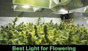 Maybe you would like to learn more about one of these? Top 5 Best Light For Flowering 2021 Reviews 420 Big Bud