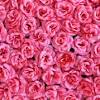 Roses dances roses) is a contemporary dance choreographed by anne teresa de keersmaeker. Https Encrypted Tbn0 Gstatic Com Images Q Tbn And9gcqrncad4mr5g Nzfa5djqmc67z4zl U Lbtudcnsti Usqp Cau
