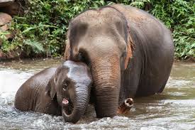 It seems like he wants to fit in the bathtub… let's see how his mother tries to help.this footage was filmed when baby elephant navann was 1 year old at elephant nature park. 265 Elephant Hug Photos Free Royalty Free Stock Photos From Dreamstime