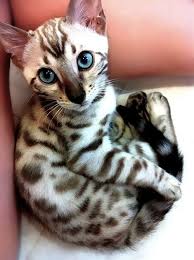 The one very unique thing about the slp is that they are the only bengal color that keeps the clear ice blue eye color that all bengal kittens are born with. K9 Natural Freeze Dried Dog Food Cute Animals Pretty Cats Beautiful Cats