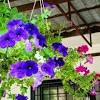 Anda bisa mencoba varietas dolce cinnaon curls atau harvest burgundy. Https Encrypted Tbn0 Gstatic Com Images Q Tbn And9gctcd0o6lc0f5ly8grtl07ijq 3zaqyqmruuhvrqlmryemgqymrv Usqp Cau