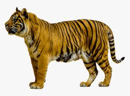 Free tiger wallpapers for desktop. Jpg Royalty Free Png Cartoon Animal Wild Pngcartoon Tiger Animals Png Transparent Png Kindpng