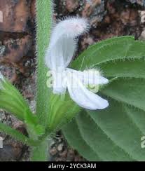 Image result for Leucas glabrata