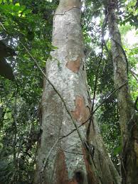 Image result for Cynometra alexandri