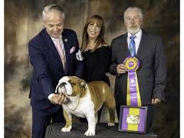 Our mission is to save bulldogs across. The Mighty Thor Emersonian S Ebullient Bulldog National Dog Show Champion Emerson Today