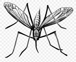 Black and white drawing by hand. Mosquito Clip Art Black White Png 2520x2064px Mosquito Art Arthropod Black White M Blackandwhite Download
