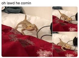 Chonk Oh Lawd He Comin Funny Lizards Animal Memes