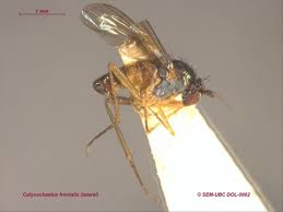 Image result for Dolichos junodii