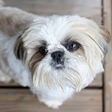 Other breeds, like chihuahuas and pomeranians, can have their first heat at around 6 months, and a pregnancy that early that would almost certainly lead to complications. Amazon Com Thomas Pet Breed Heat Helps Regulate Heat Cycles In Dogs Cats Supports Reproductive Health Of Female Dogs Cats Promotes Hormone Balance Helps Prepare Dogs