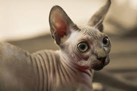 Did you scroll all this way to get facts about hairless cat? Home