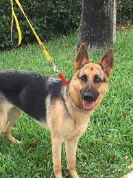 Maybe you would like to learn more about one of these? German Shepherd Dog Dog For Adoption In Coral Springs Fl Adn 803803 On Puppyfinder Com Gender Female German Shepherd Toys Dog Adoption German Shepherd Dogs