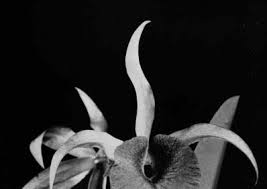 Image result for Solenangis