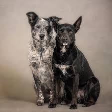 Black Australian Cattle Dog Mix Puppy Instagram Photo By Six Pack Shack May 10 2016 At 1 41am Utc Cattle Dog Dog Photos Happy Animals