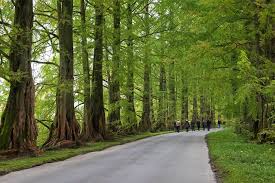 We did not find results for: What Is A Dawn Redwood Tree Detailed Facts Home Stratosphere