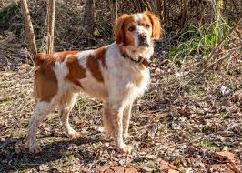 Image result for bretanský dlouhosrstý ohař