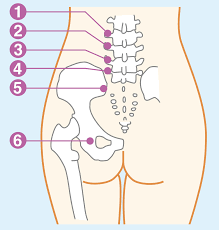 トリガー ポイント 仙 腸 関節