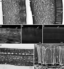 Image result for Acacia pilispina