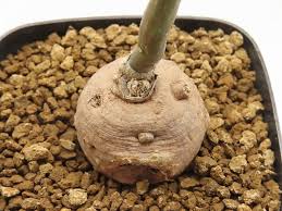 Image result for Monadenium rugosum