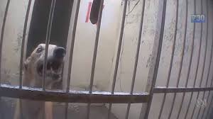 Macau's infamous greyhound track – where dogs are literally ...