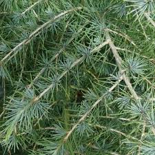 Its form is broadly pyramidal when young, its pendulous branches become wide and spreading, as its central leader often dies out. Cedrus Deodara Himalayan Deodar Cedar Trees For Sale