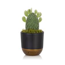 The most common bunny ear cactus material is cotton. Bunny Ear Cactus Little Botanical