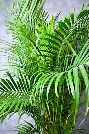 Image result for Dypsis