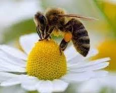 Imagen de Interrelación entre abejas y flores