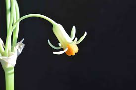 Image result for Tulbaghia acutiloba