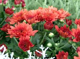 Winteraster Brockenfeuer Chrysanthemum X Hortorum Brockenfeuer Bluhende Pflanzen Pflanzen Staudengarten