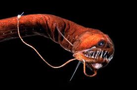 10 Spectacular Glowing Animals Deep Sea Animals Deep Sea Life Deep Sea Creatures