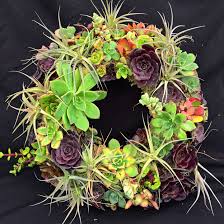 Image result for Cyphostemma barbosae