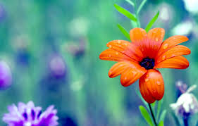 May 23, 2021 · these tropical beauties are stunning! Wallpaper Flower Color Colors Petals Colorful Flower Wild Colorful Petals Wild Images For Desktop Section Cvety Download