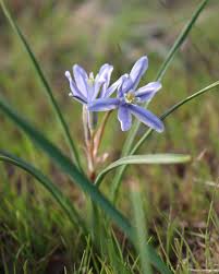 Image result for Sebaea sedoides