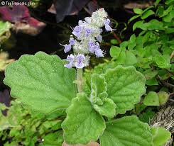 Image result for Coleus hadiensis