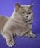 British Shorthair - Price, Personality, Lifespan