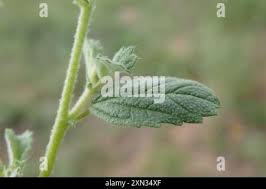 Image result for Hermannia boraginiflora