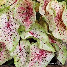 Maybe you would like to learn more about one of these? Caladium Keladi Id Miss Muffet Malaysia Online Nursery Facebook