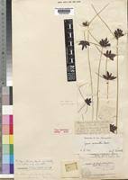 Image result for Pycreus nigricans