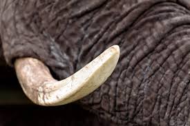 If the other animal gets caught between the scales, it can get a nasty cut. Tusks From 300 Elephants And Stash Of Pangolin Scales Found In Container At Singapore The Loadstar