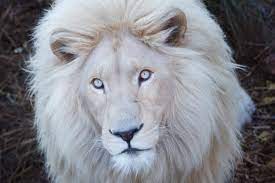 Белый лев фото