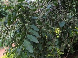 Image result for Putranjivaceae