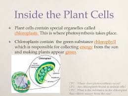 We did not find results for: Photosynthesis Standard 7 1d Ppt Download
