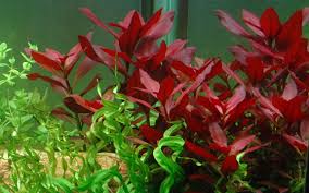 Image result for Ludwigia