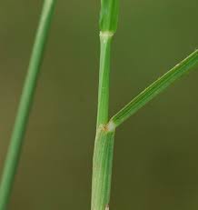 Image result for Sacciolepis indica