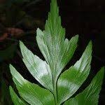 Image result for Asplenium hemitomum