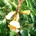 Image result for Markhamia tomentosa