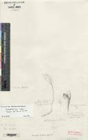 Image result for Bulbophyllum unifoliatum