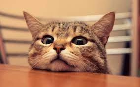 Free for commercial use no attribution required high quality images. Funny Kitty Wallpapers Top Free Funny Kitty Backgrounds Wallpaperaccess