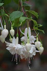 Pin On Fuchsia