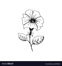 Pin By Alea Fidecaro On Leather Petunia Tattoo Pencil Drawings Of Flowers Flower Tattoo Shoulder